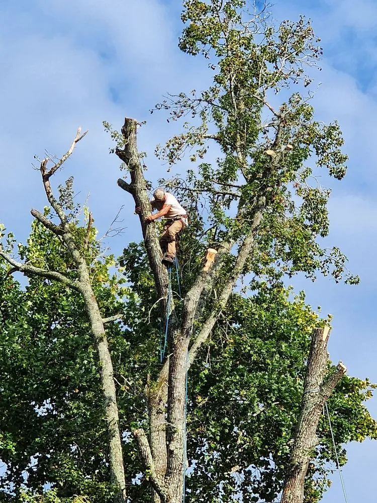 Custom outdoor landscaping experts serving Dothan, AL - Anytime Arbor Care