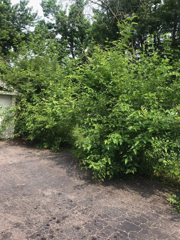 Affordable landscape installation in Louisville, KY - Anytime, Grass Cut & More