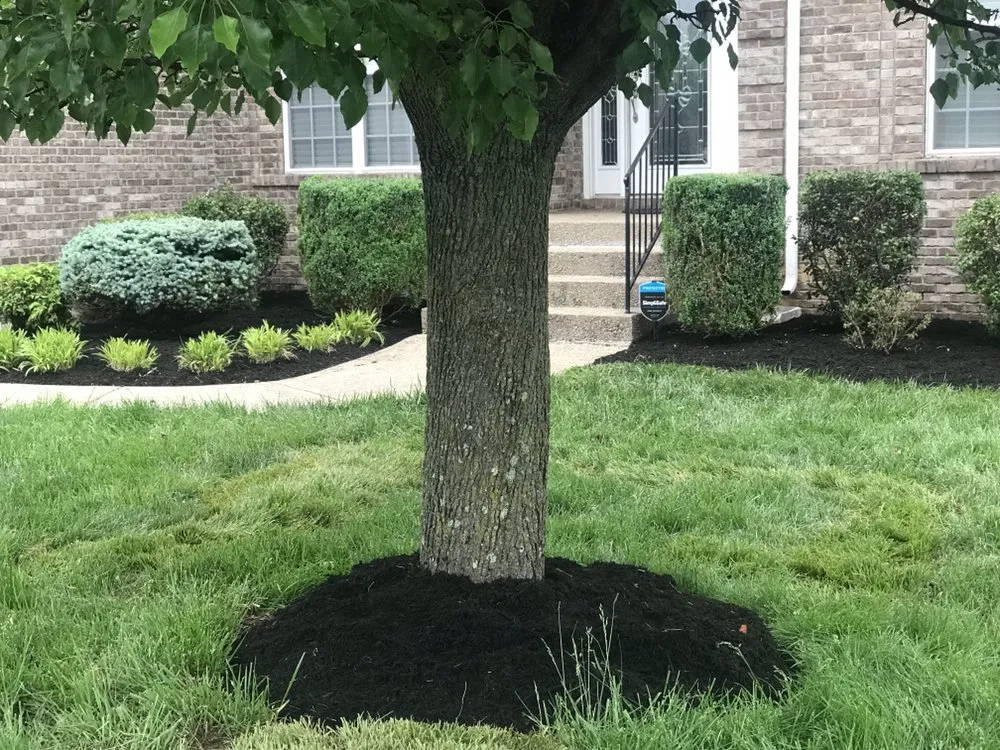 Professional yard cleanup service in Louisville, KY - Anytime, Grass Cut & More