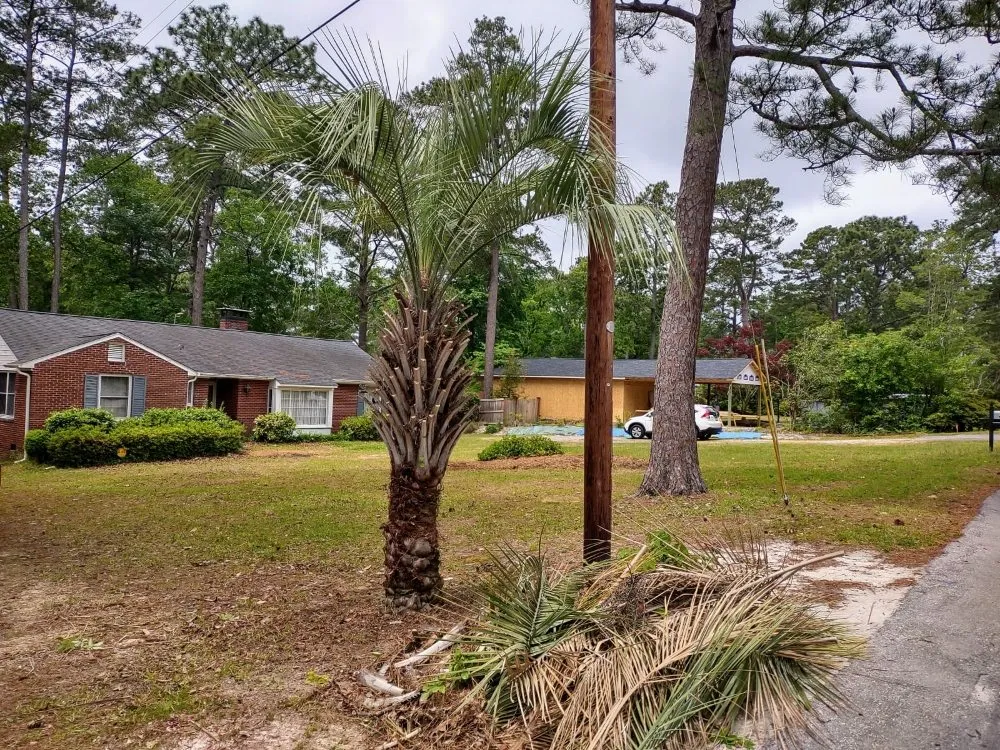 Trusted yard cleanup service in Gaston, SC by Ap & Pcl Landscaping