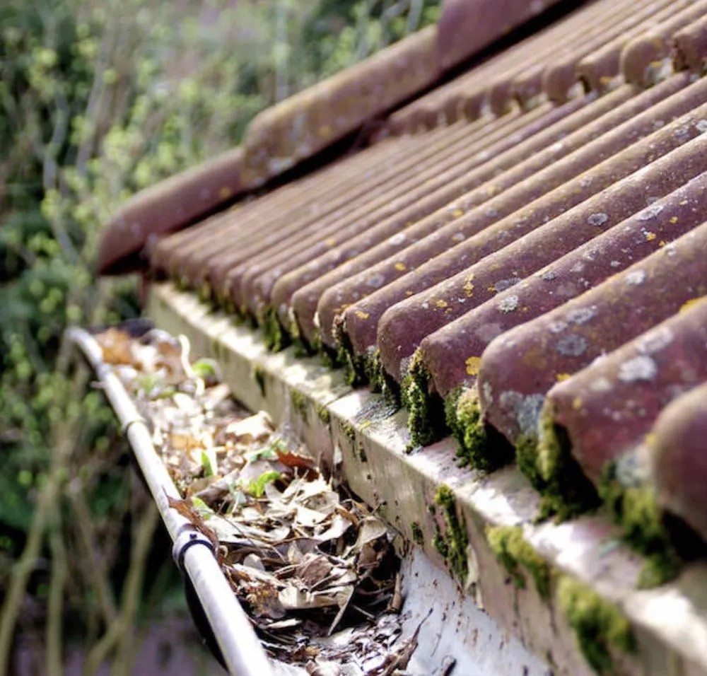 Affordable landscaping services in Loveland, CO - AP Gutter Service