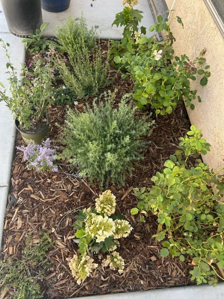 Top-rated lawn care service in Citrus Heights, CA by A'p landscape and hardcape