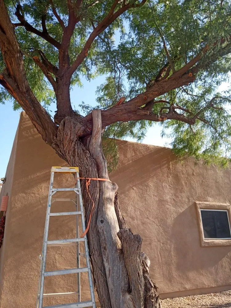 Expert yard cleanup service in Tucson, AZ by Ap Landscaping