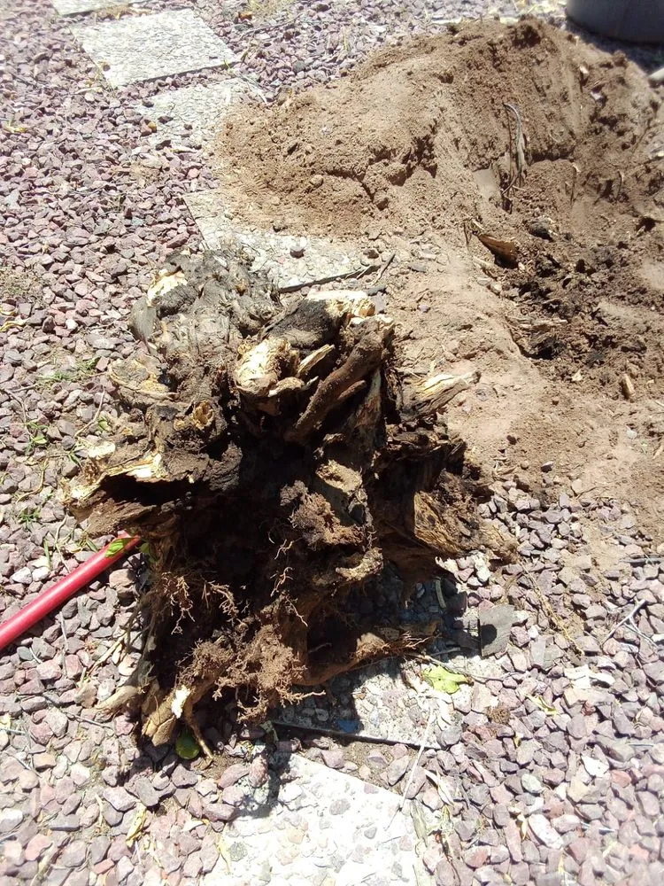 Reliable lawn care service in Tucson, AZ by Ap Landscaping