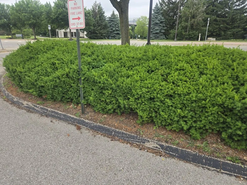 Top-rated lawn mowing service in Mansfield, TX - A&P Lawn