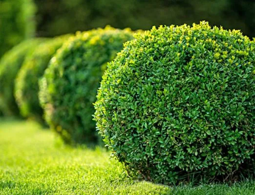 AP Lawn Services Logo