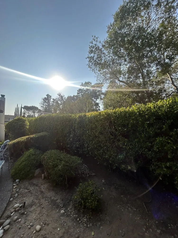 Affordable yard maintenance in San Jose, CA by AP Neta Landscaping