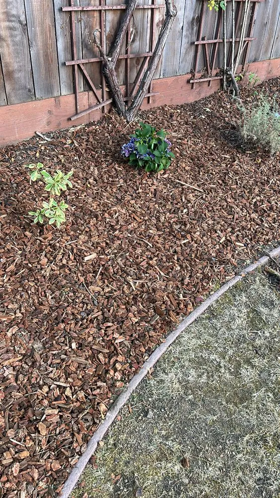 Affordable yard maintenance in San Jose, CA by AP Neta Landscaping