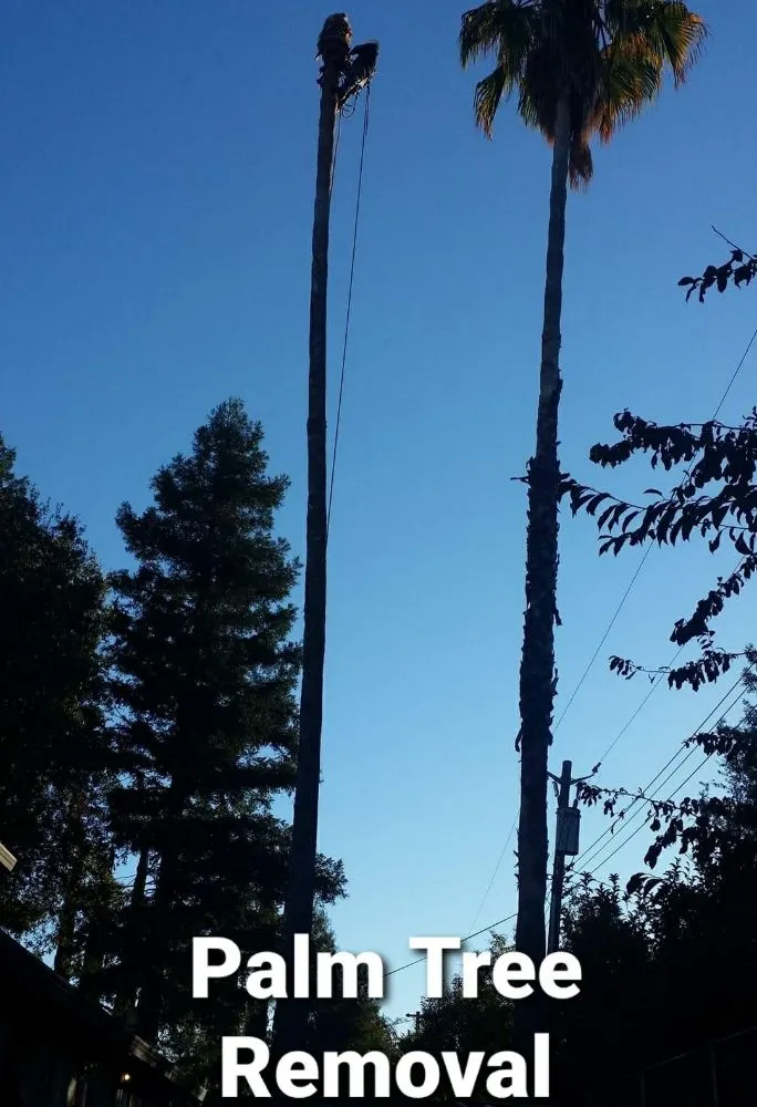 Trusted lawn care service near you across Rancho Cordova, CA - Apache Landscaping and Tree Care