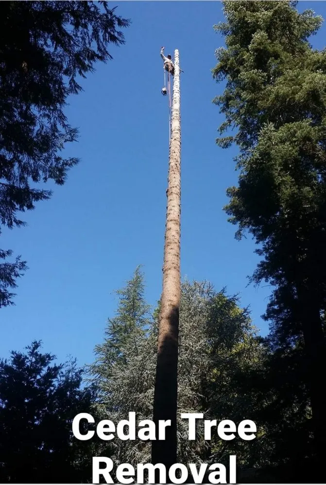 Reliable garden landscaping for year-round maintenance across Rancho Cordova, CA - Apache Landscaping and Tree Care