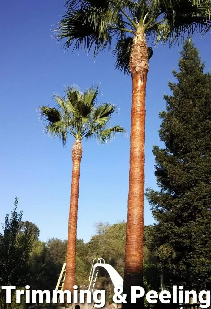 Professional outdoor landscaping in Rancho Cordova, CA by Apache Landscaping and Tree Care