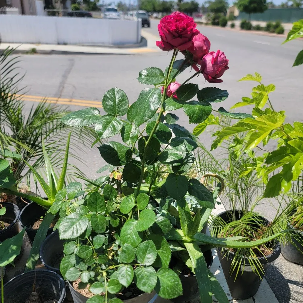 Expert yard cleanup service for residential properties across Panorama City, CA - Aparicio Gardening