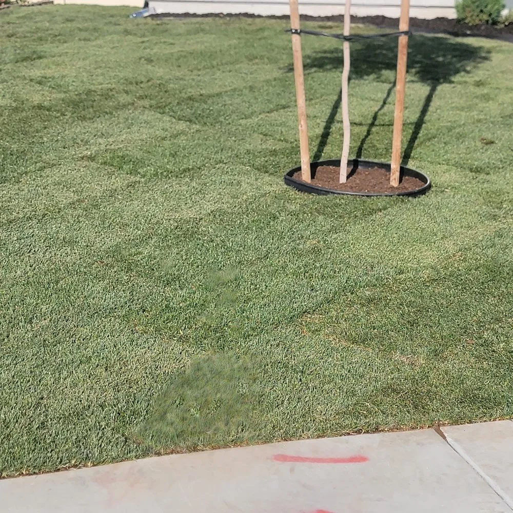 Professional residential landscaping experts serving Panorama City, CA - Aparicio Gardening