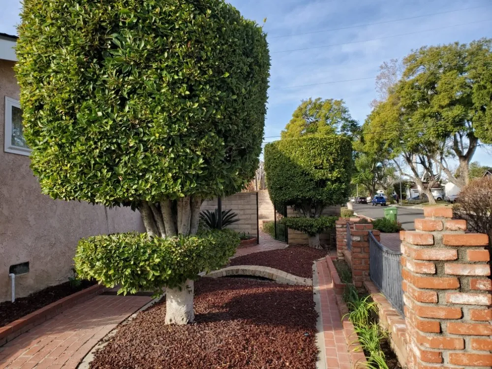 Trusted yard maintenance for beautiful yards across Panorama City, CA - Aparicio Gardening