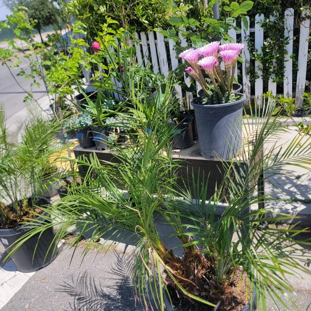 Expert residential landscaping experts serving Panorama City, CA - Aparicio Gardening