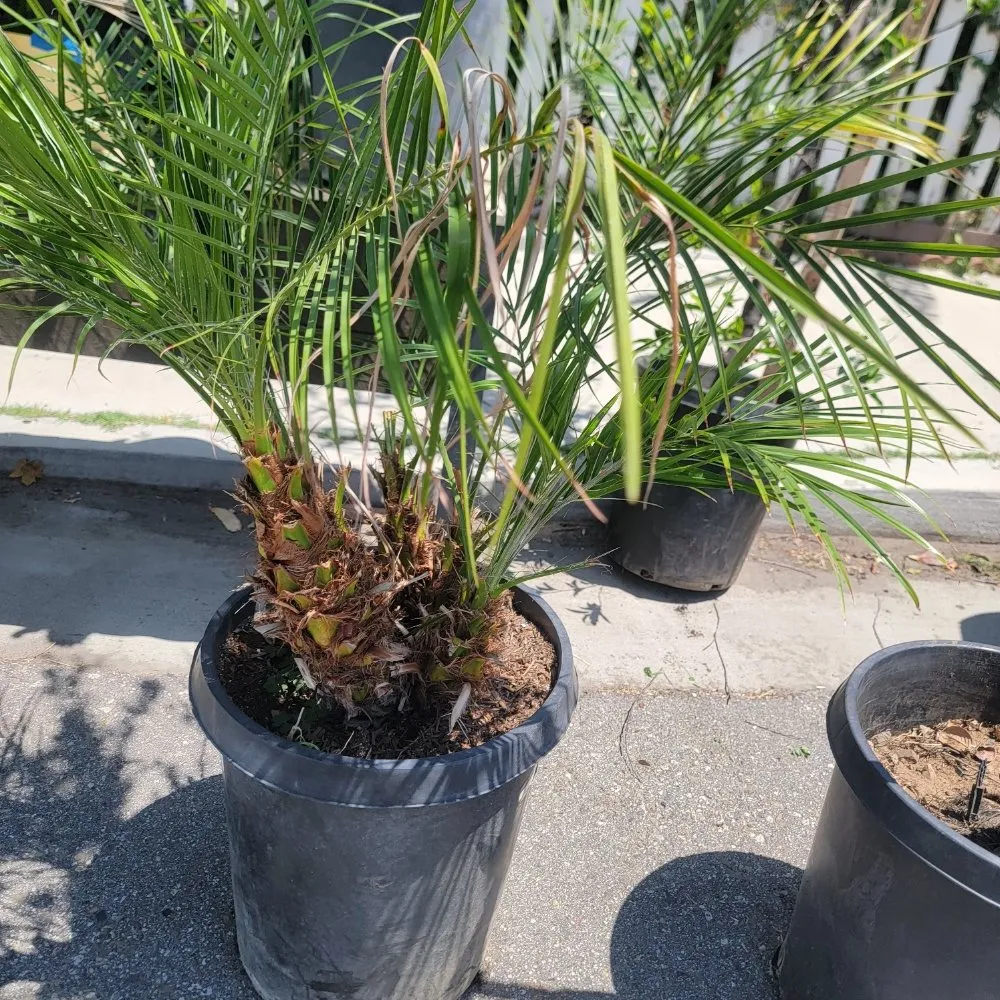 Trusted landscape installation in Panorama City, CA by Aparicio Gardening