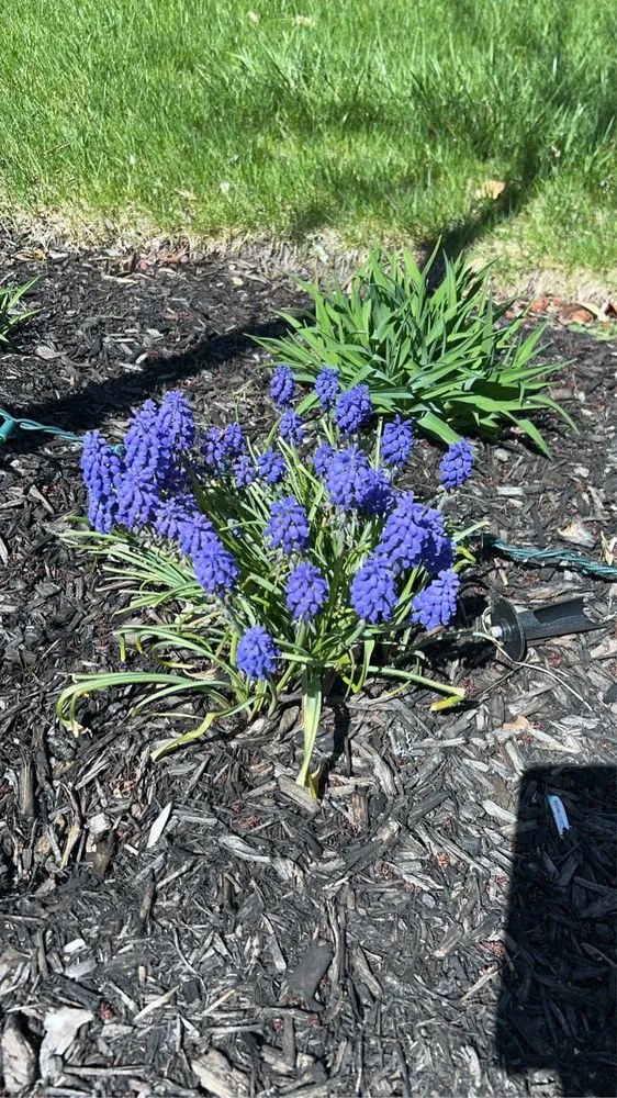 Professional yard cleanup service for year-round maintenance in Joliet, IL by Aparicio Landscaping