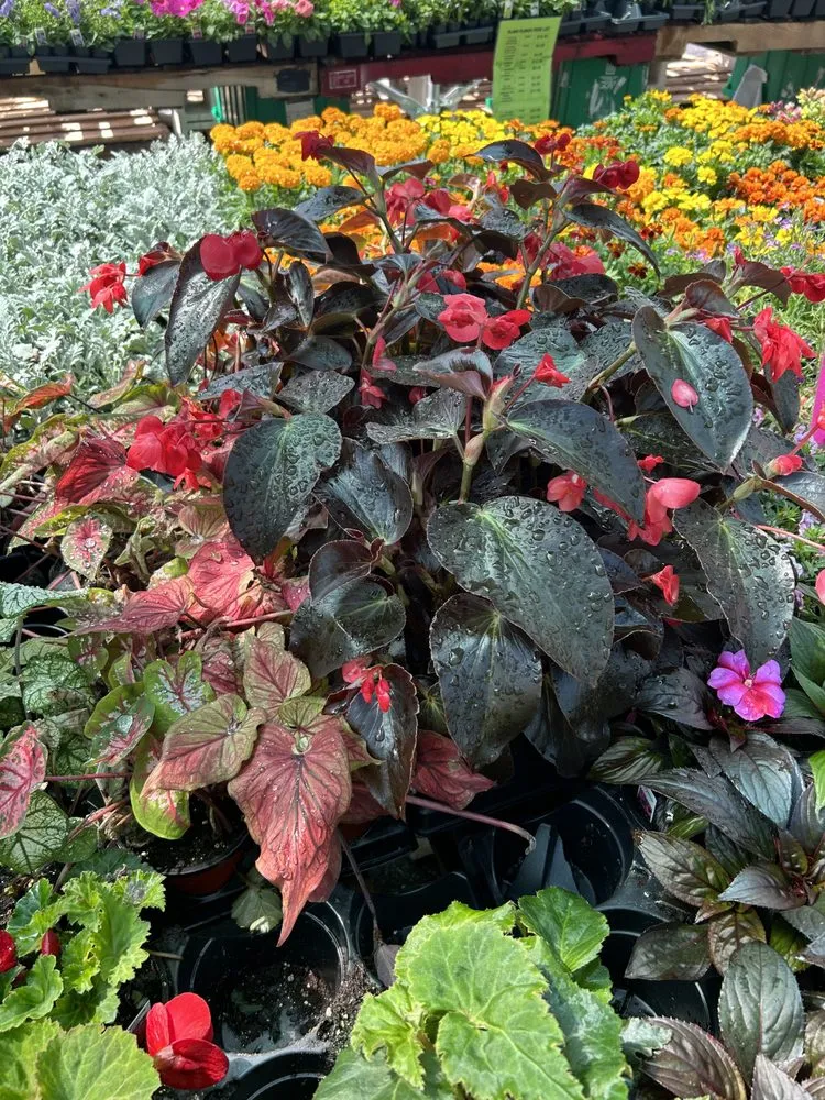 Professional outdoor landscaping for residential properties across Joliet, IL - Aparicio Landscaping