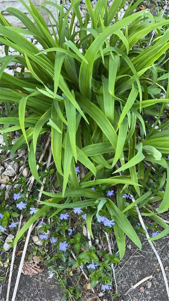 Custom landscape design for outdoor upgrades in Joliet, IL by Aparicio Landscaping
