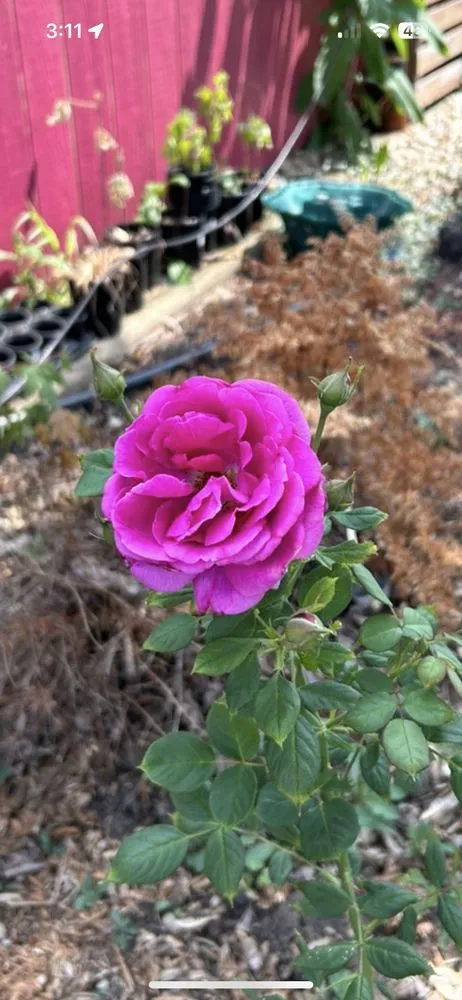 Local residential landscaping for homes across Joliet, IL - Aparicio Landscaping