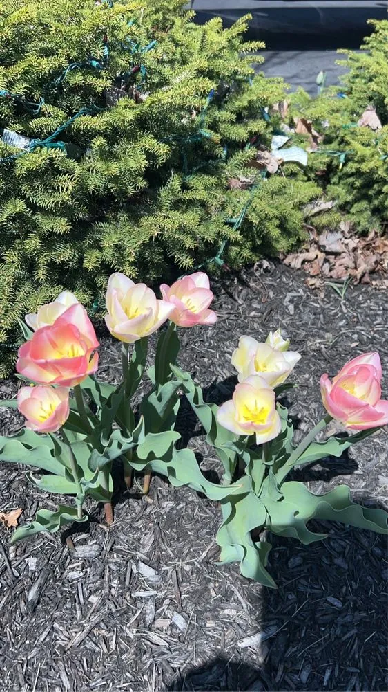 Top-rated outdoor landscaping in Joliet, IL - Aparicio Landscaping