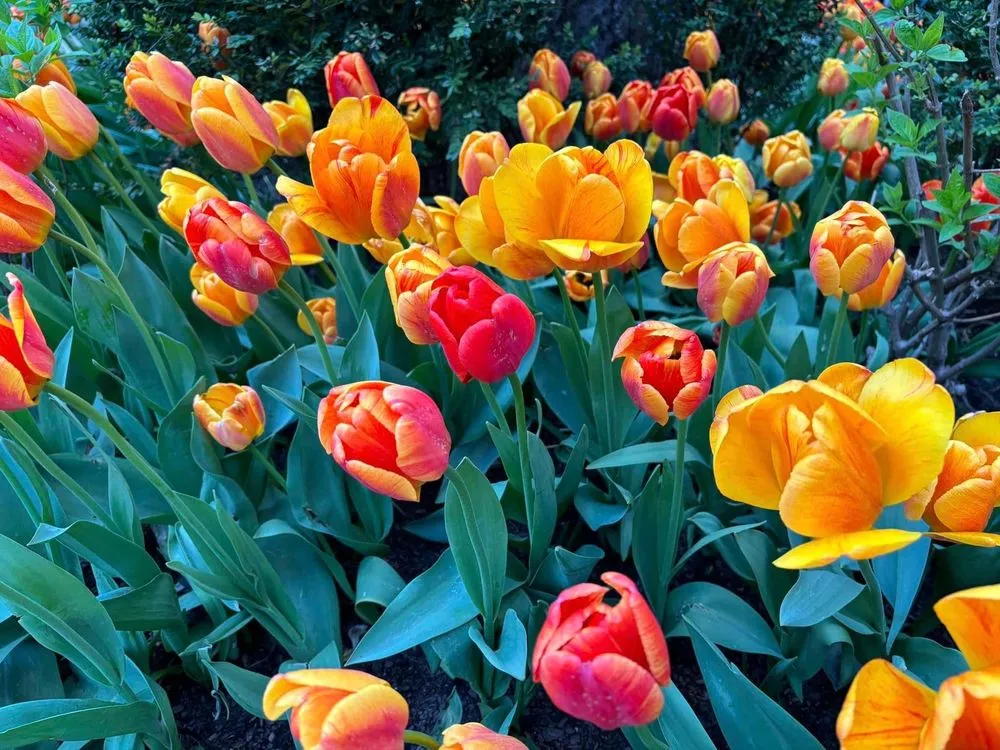 Local residential landscaping in Joliet, IL by Aparicio Landscaping