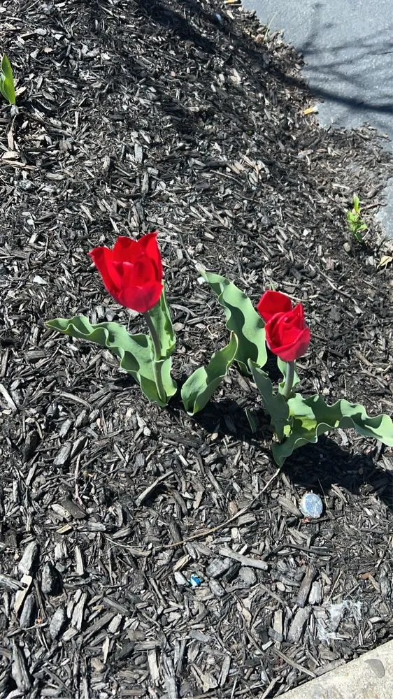 Custom yard cleanup service experts serving Joliet, IL - Aparicio Landscaping