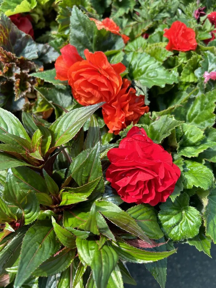 Trusted residential landscaping with custom design across Joliet, IL - Aparicio Landscaping