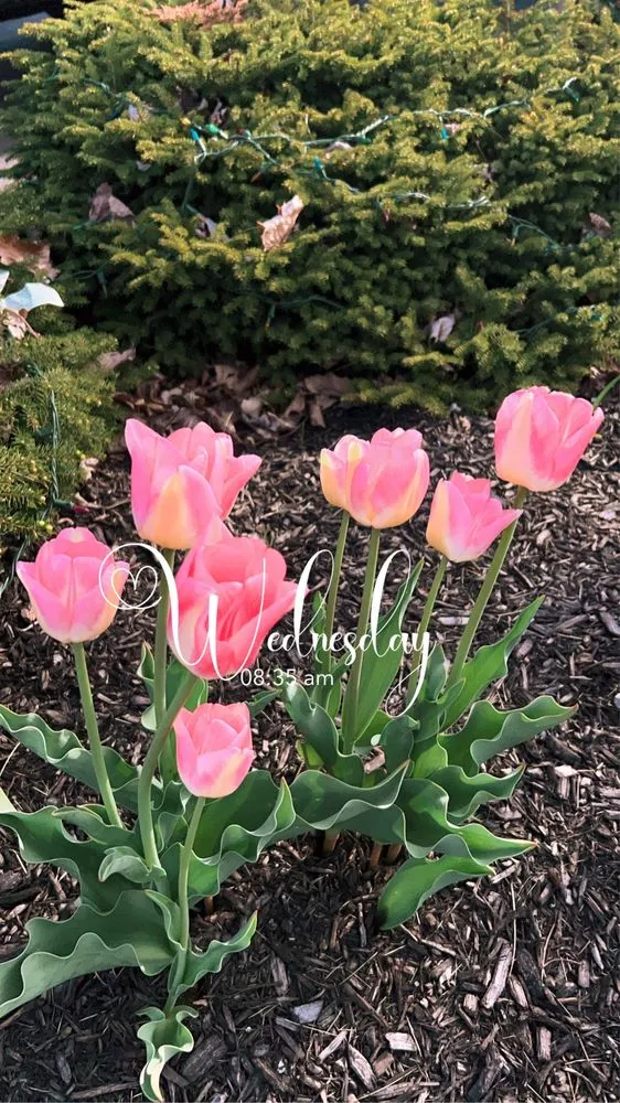 Custom landscaping services for beautiful yards in Joliet, IL by Aparicio Landscaping