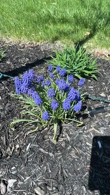 Aparicio Landscaping Logo