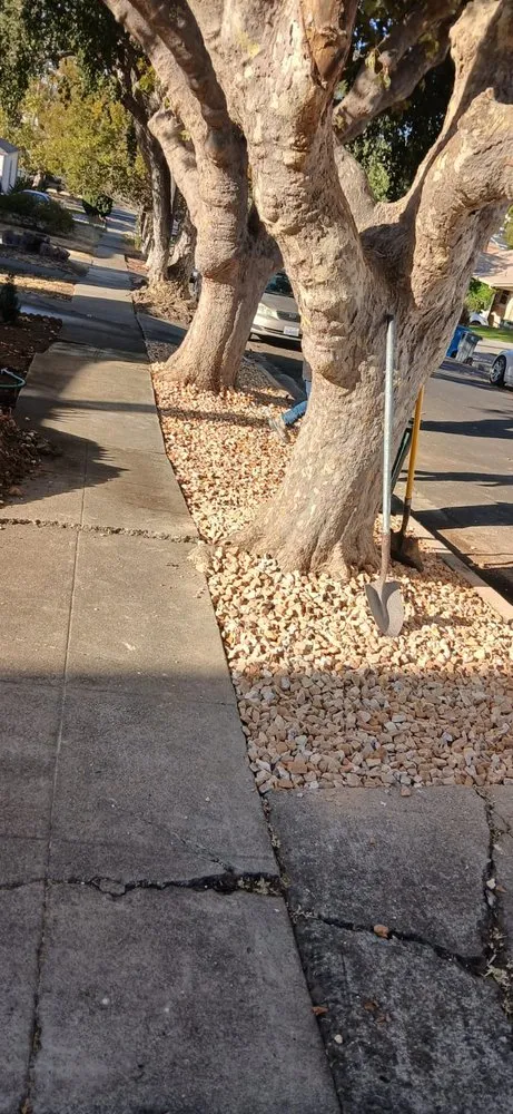 Professional outdoor landscaping in Vallejo, CA - Aparicio's Landscaping