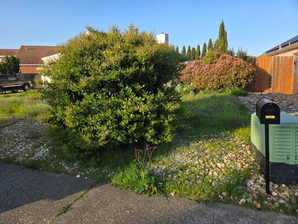 Affordable lawn care service experts serving Vallejo, CA - Aparicio's Landscaping