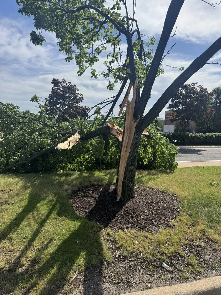 Reliable yard cleanup service for outdoor upgrades in Falls Church, VA by APD Landscape