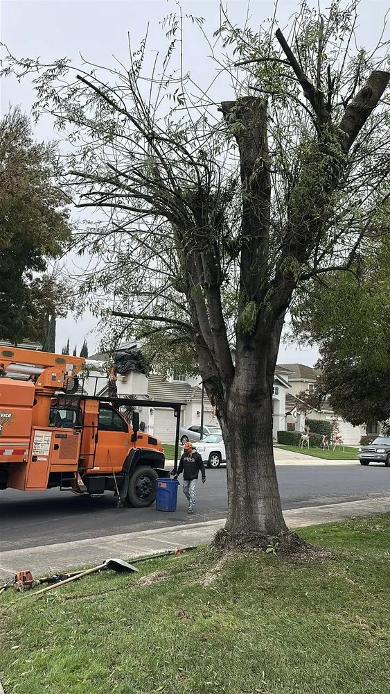 Trusted lawn mowing service in Stockton, CA - Apes Tree Service And Landscaping