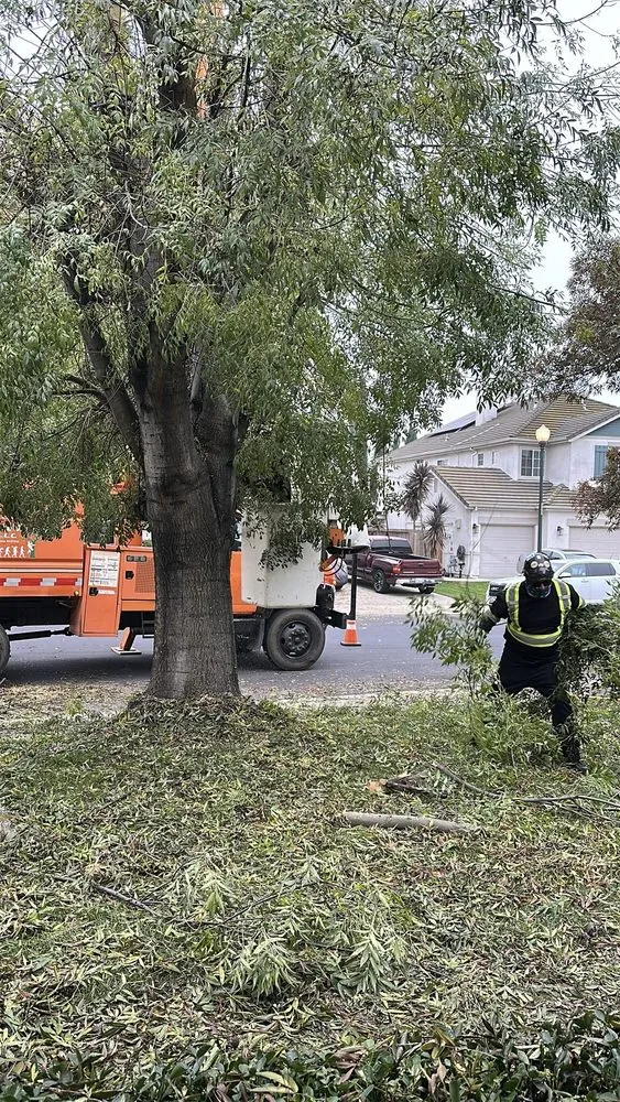 Local outdoor landscaping for homes in Stockton, CA by Apes Tree Service And Landscaping