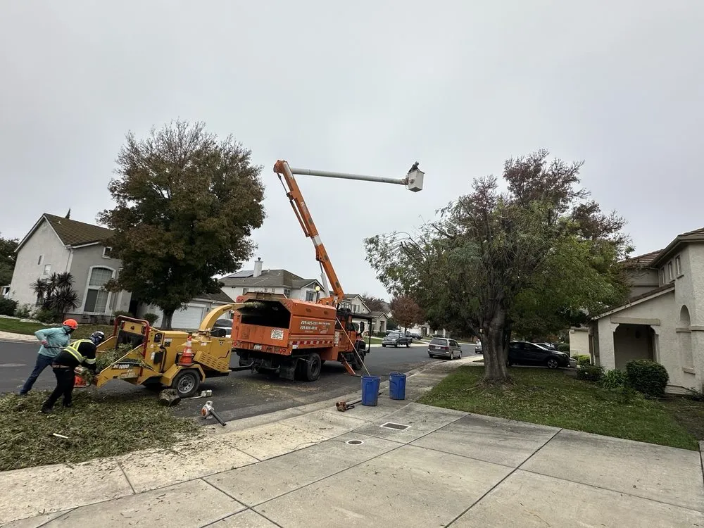 Reliable landscaping services in Stockton, CA - Apes Tree Service And Landscaping