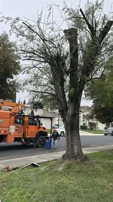 Apes Tree Service And Landscaping Logo