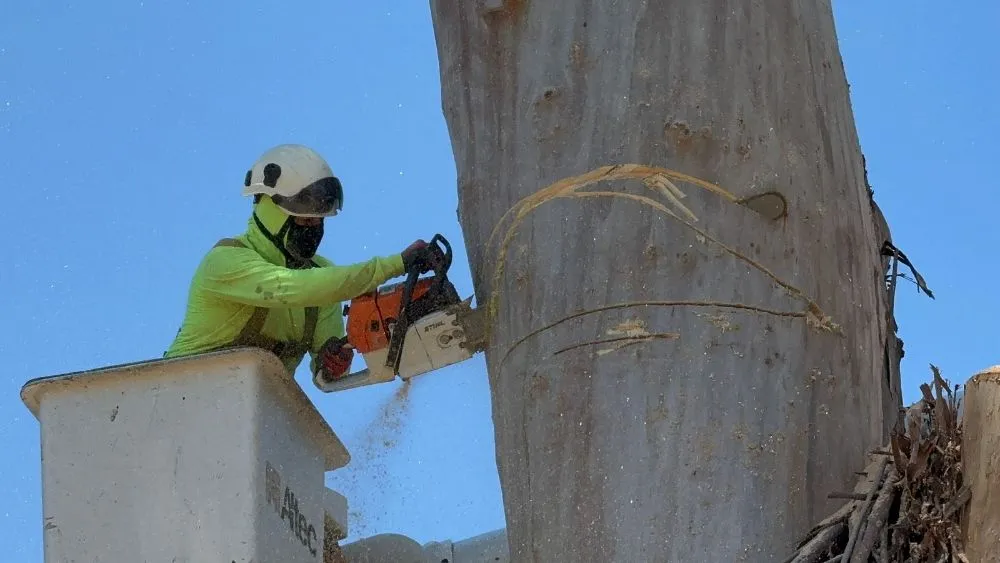 Professional landscaping services in Stockton, CA by Apes Tree Service