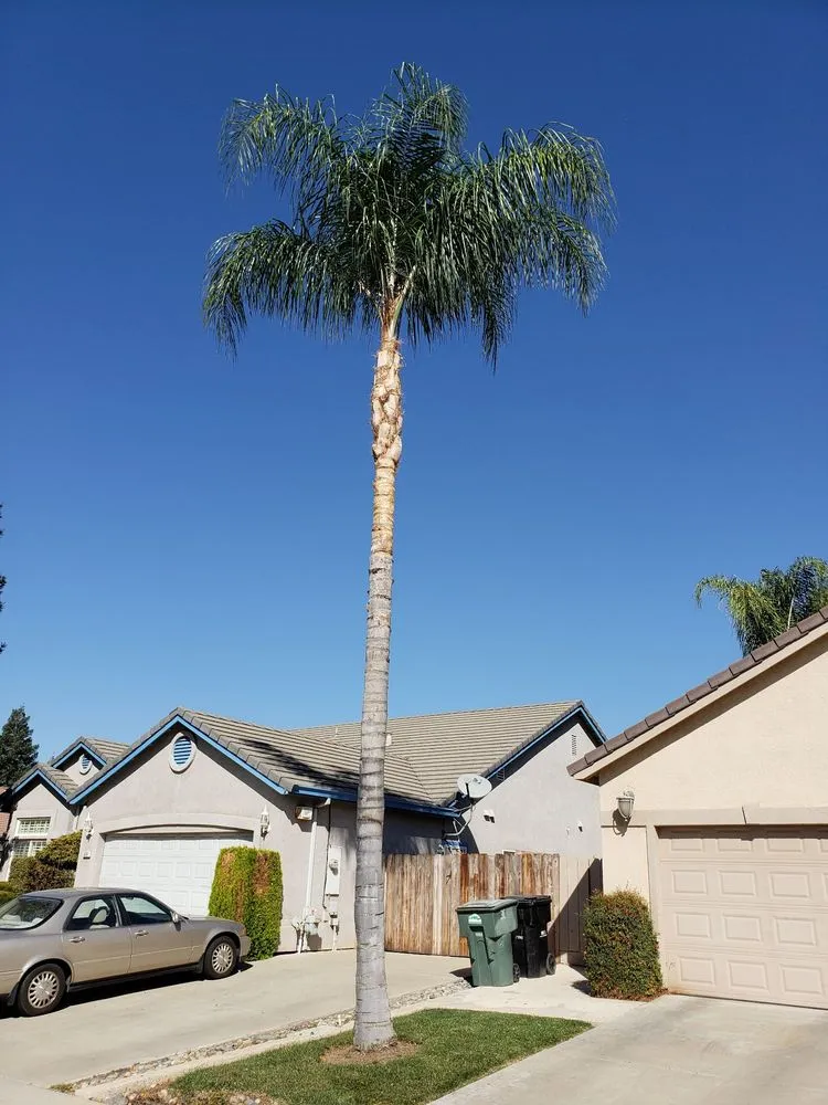 Expert outdoor landscaping for year-round maintenance across Stockton, CA - Apes Tree Service
