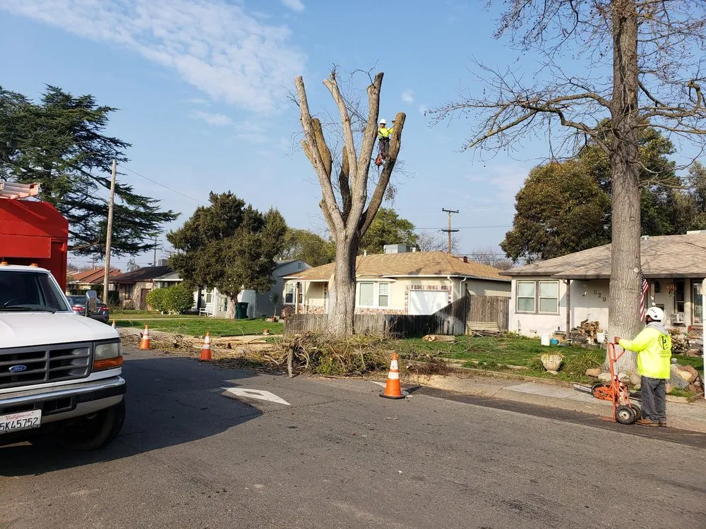Custom landscaping services in Stockton, CA by Apes Tree Service