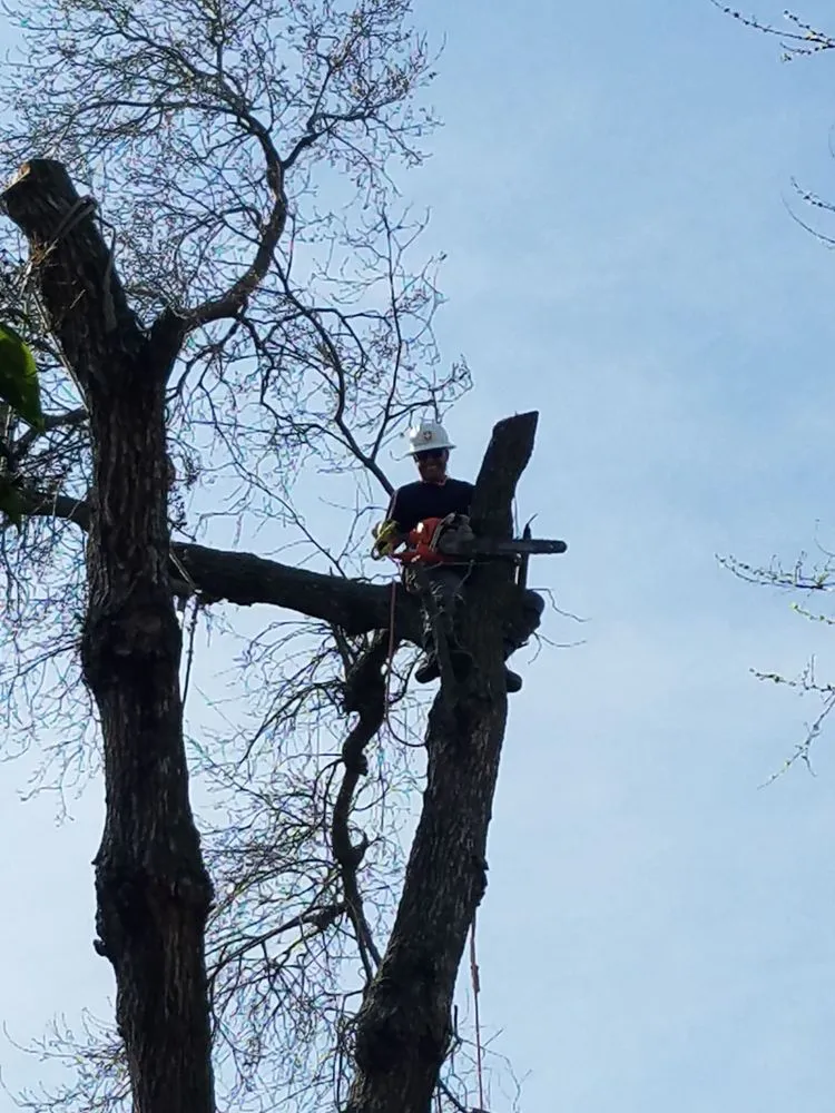 Custom lawn care service for outdoor upgrades in Stockton, CA by Apes Tree Service