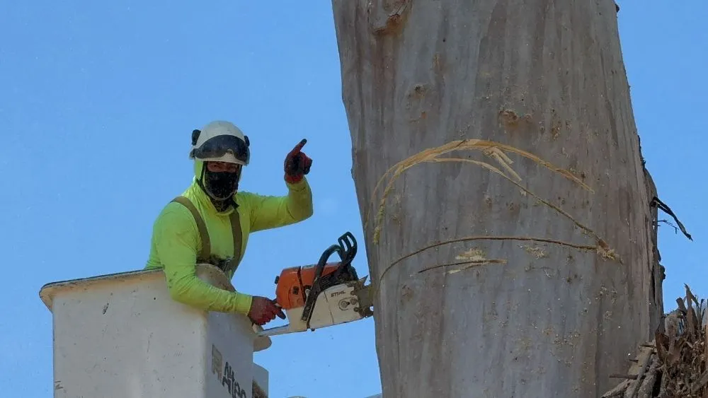 Top-rated yard maintenance for homes in Stockton, CA by Apes Tree Service