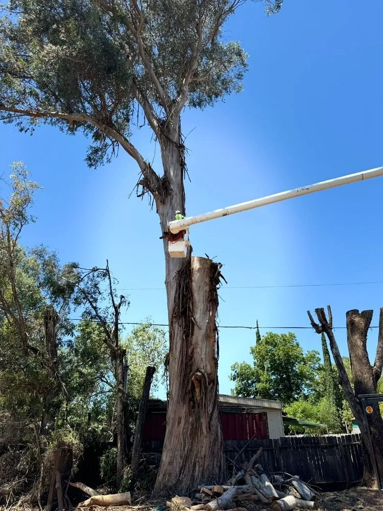 Custom yard cleanup service experts serving Stockton, CA - Apes Tree Service