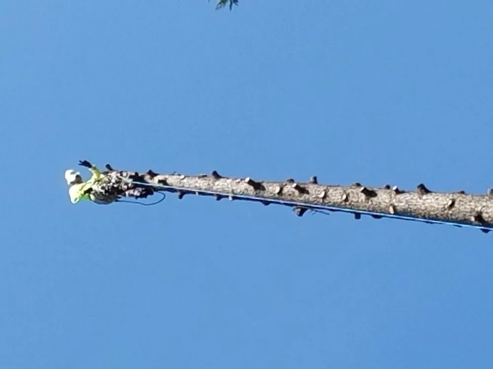 Trusted yard maintenance experts serving Stockton, CA - Apes Tree Service