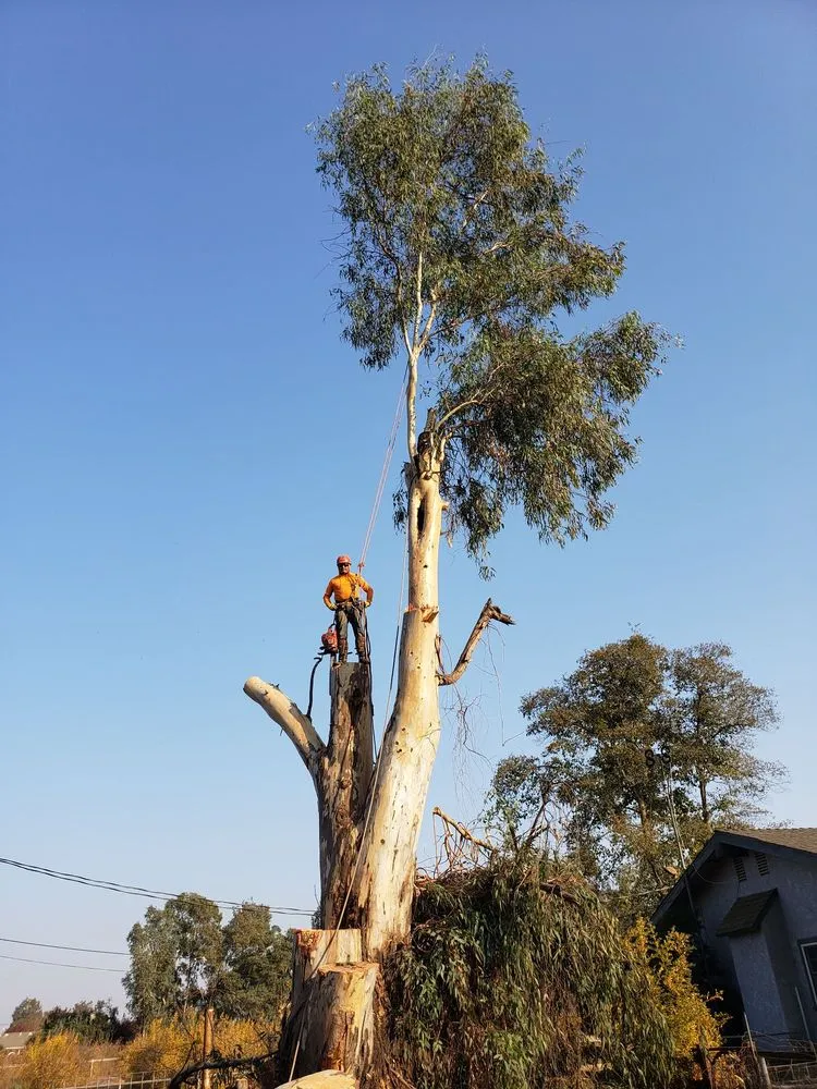 Reliable garden landscaping experts serving Stockton, CA - Apes Tree Service