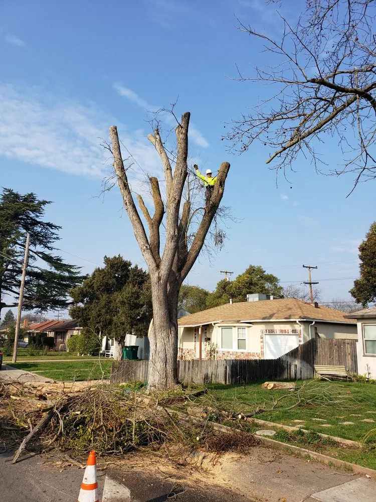 Affordable landscape design in Stockton, CA - Apes Tree Service