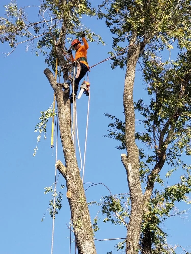 Trusted yard maintenance near you in Stockton, CA by Apes Tree Service