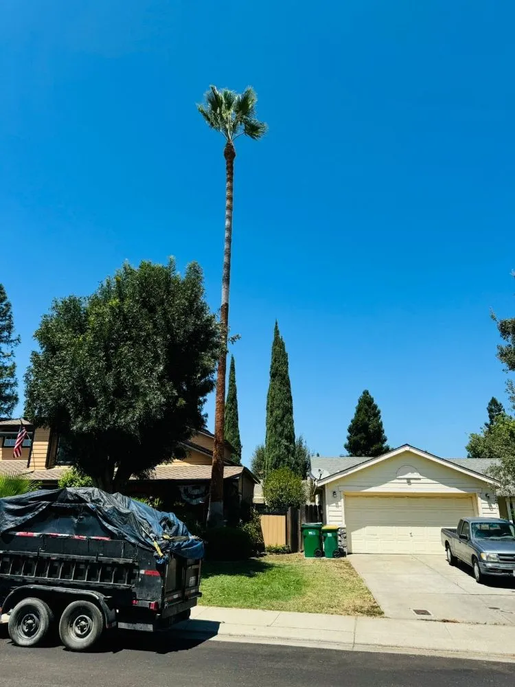 Affordable lawn mowing service in Stockton, CA by Apes Tree Service