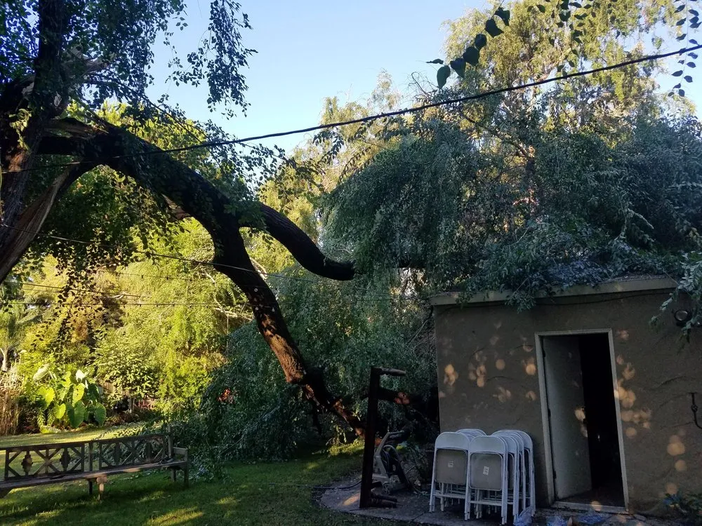 Local yard maintenance experts serving Stockton, CA - Apes Tree Service