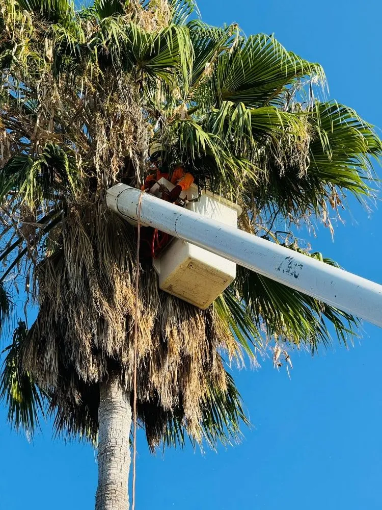 Custom landscape design experts serving Stockton, CA - Apes Tree Service